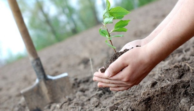 In Region Chmelnyzkyj 80 Hektar mit neuen Setzlingen bepflanzt