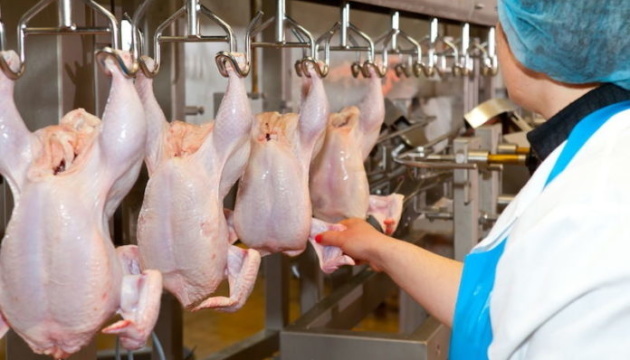 МХП відновив потужності виробництва курятини