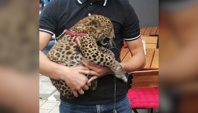 У Франківську поліція шукає леопарда, якого вигулювали у житловому районі