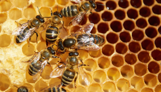 Aujourd’hui marque la Journée mondiale des abeilles