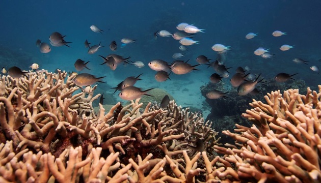 В Австралії знайшли риф, вищий за Емпайр-стейт-білдинг