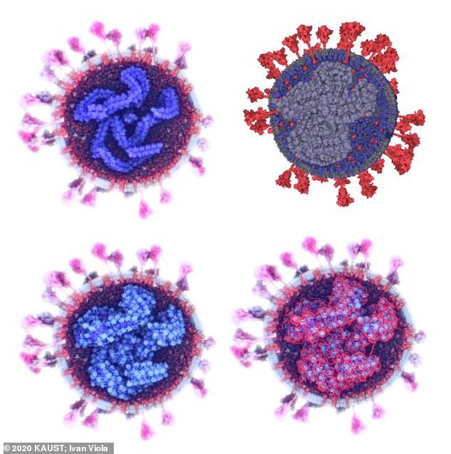 Вчені створили найточнішу 3D-модель коронавірусу (ФОТО, ВІДЕО)