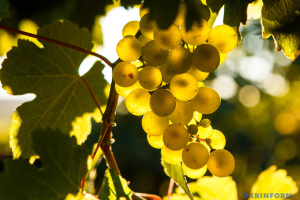 За гектар виноградника - 330 тисяч гранту: Кабмін вніс зміни у програму єРобота