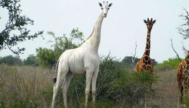 Єдиного у світі білого жирафа рятують від браконьєрів із допомогою GPS-трекера
