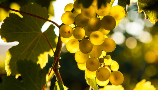 В Україні площі виноградників за дев'ять років зменшились на 14 тисяч гектарів