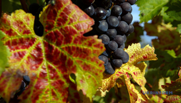 Виноградарі та винороби Одещини отримають грошову підтримку