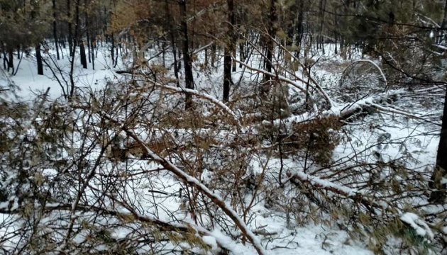 На Луганщині «чорні лісоруби» орудують на місцях пожеж