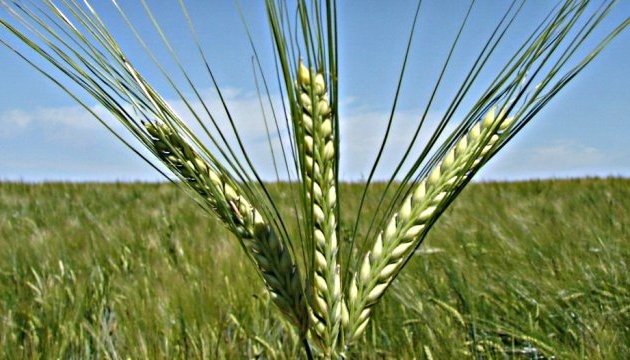 Ucrania aumenta las exportaciones de cebada