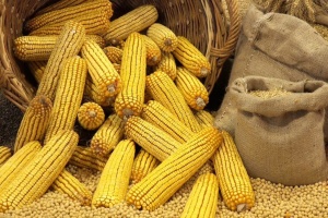 В Україні продовжують зростати ціни на кукурудзу