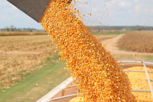 今年のウクライナの農作物の収穫は前年比約６５％の見込み＝専門家