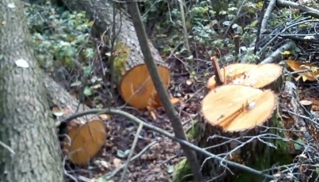 На Житомирщині екологи виявили незаконну вирубку дерев на понад 1,3 мільйона