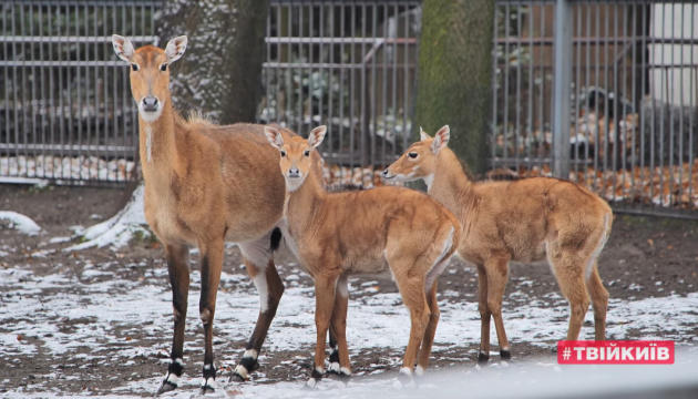 Як зимують звірі у київському зоопарку