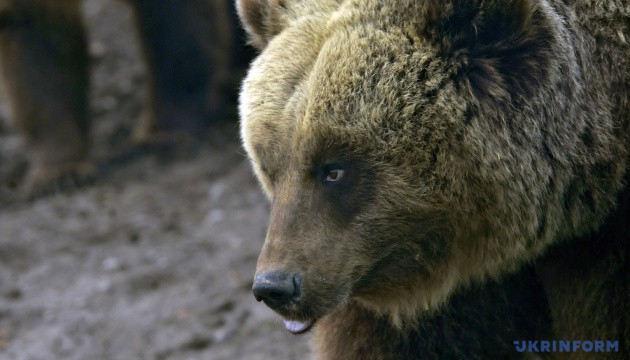Ужанський нацпарк спростував інформацію про вбивство прикордонниками ведмедиці