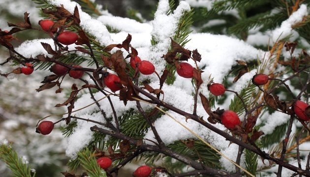 Зимова стихія: в Україну йдуть снігопади і 20-градусні морози