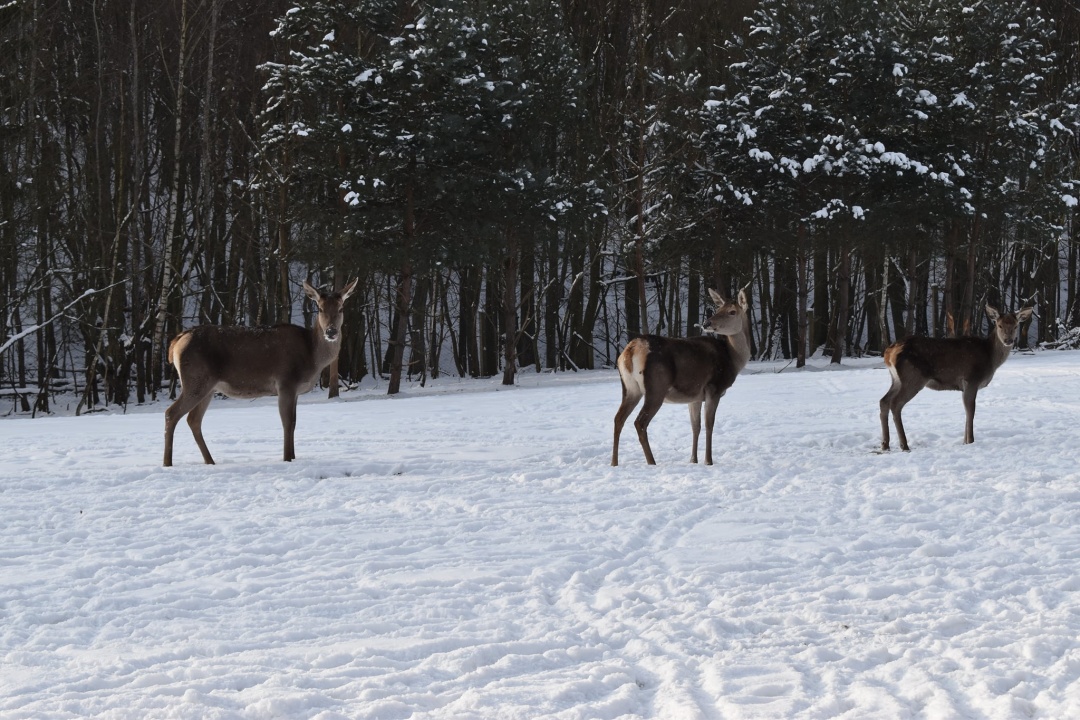 В Галицький НПП прийшла зима: звірі розважаються на снігу ФОТО