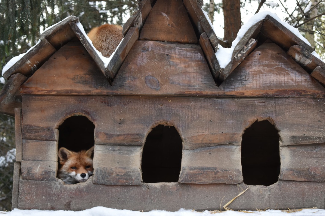В Галицький НПП прийшла зима: звірі розважаються на снігу ФОТО