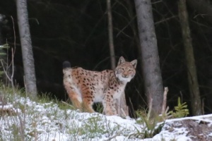 Rzadkie zdjęcia rysia w naturze zostały zrobione na Przykarpaciu