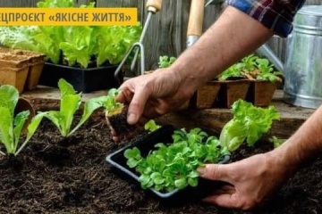 Салат і шпинат: корисні властивості. Інфографіка