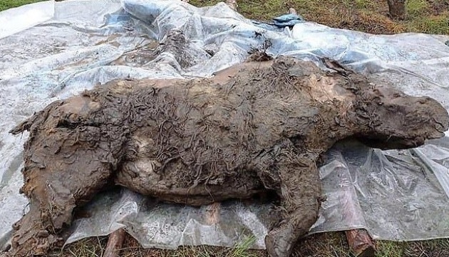 У Сибіру знайшли добре збережені рештки носорога льодовикового періоду