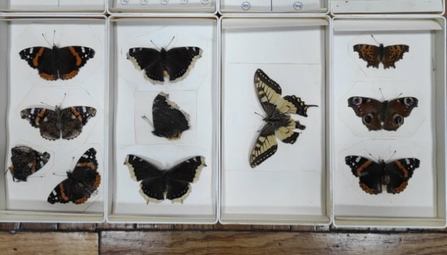 Le Musée d’histoire locale de Zhytomyr s’est vu offrir une collection d'insectes 