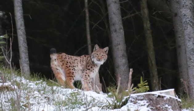 Rare photos of lynx taken in Prykarpattia