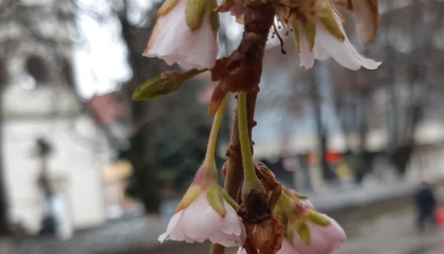 В Мукачево расцвела сакура В Мукачево расцвела сакура