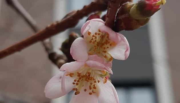 ‘Crazy’ cherry blossom in bloom in Mukachevo