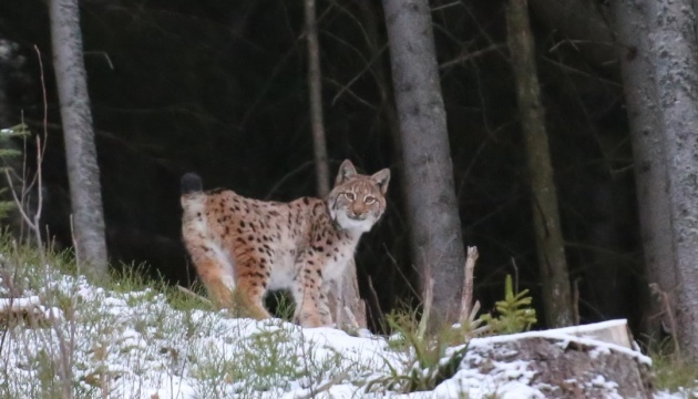 Raras fotos de linces tomadas en Prykarpattia 