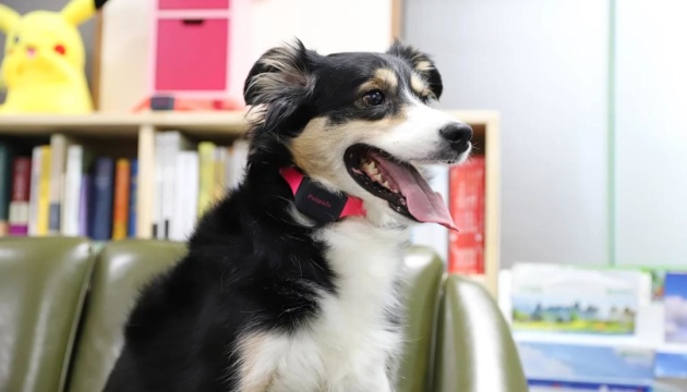 У Кореї розробили «розумний» нашийник для собак