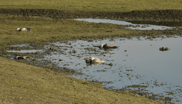 На Херсонщине экоинспекторы проверяют агропредприятие из-за гибели серых журавлей