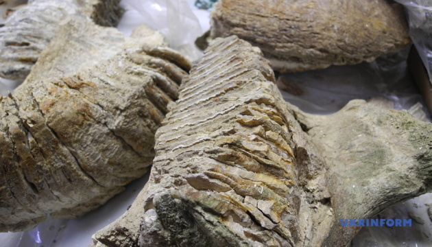 На Буковине обнаружили зуб мамонта, которому 300 тысяч лет