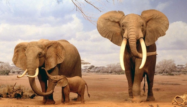 Супутники та штучний інтелект рахують слонів в Африці