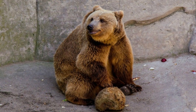 Девушки спят, а парни гуляют: в Менском зоопарке медведи не легли в спячку