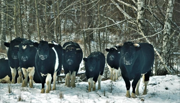 Науковці у Чорнобильському заповіднику вивчають стадо здичавілих корів