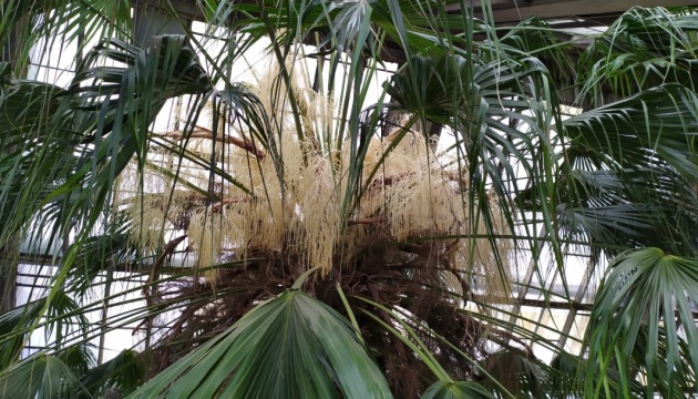 У київському ботсаду зацвіла 200-річна пальма