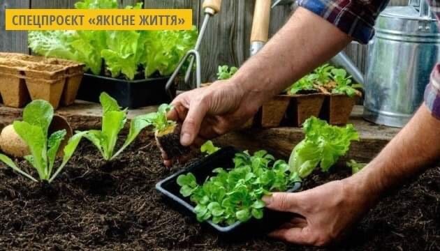 Салат і шпинат: корисні властивості. Інфографіка Салат і шпинат: корисні властивості. Інфографіка