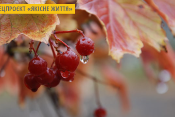 Обліпиха та калина: корисні властивості. Інфографіка