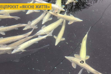 На Закарпатті розводять рідкісних осетрів та унікальну бурштинову форель