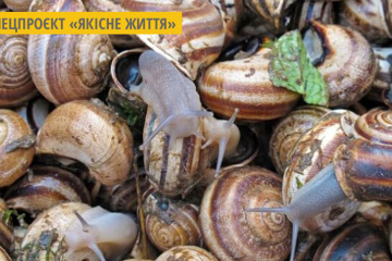 На Миколаївщині почали виготовляти косметику зі слизу равликів