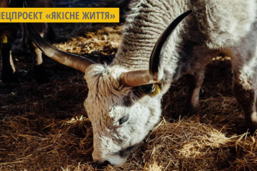 На Закарпатті фермери вирощують рідкісних угорських сірих корів для гурманів та туристів
