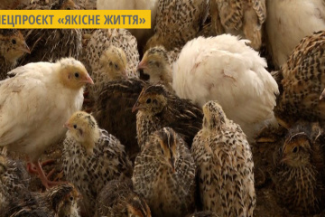 На Житомирщині фермерське господарство вирощує три види перепілок