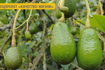 Healthy eating trend: Ukraine’s avocado imports up 28% over past year
