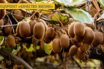 Полезные свойства киви