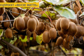 Корисні властивості ківі