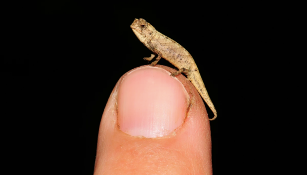 Учені виявили «нанохамелеона» — найменшу з відомих рептилій у світі