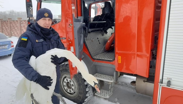 На Львівщині врятували 15 лебедів, які примерзли до криги