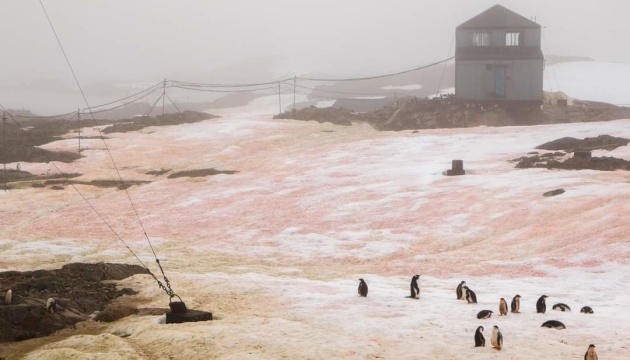 Зелений та малиновий: в Антарктиді «зацвів» сніг