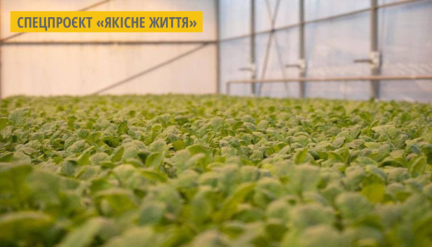У теплиці Поліського університету вирощують органічні салати і пряні трави