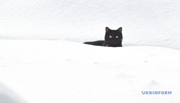 Aujourd’hui marque la Journée internationale du chat noir