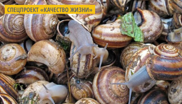 На Николаевщине начали изготавливать косметику из слизи улиток На Николаевщине начали изготавливать косметику из слизи улиток